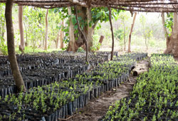 Village Reforestation